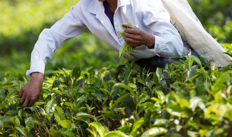 Close up of female hands picking fresh tea leaves on big plantation in Sri Lanka. Hard labor work in Asia
