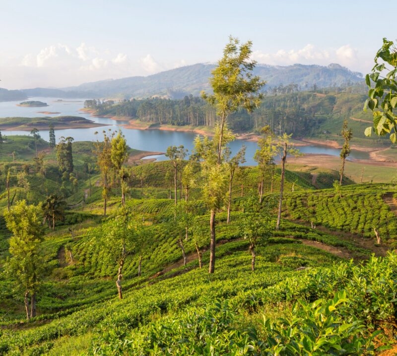 Green natural landscapes tea plantation on Sri Lanka