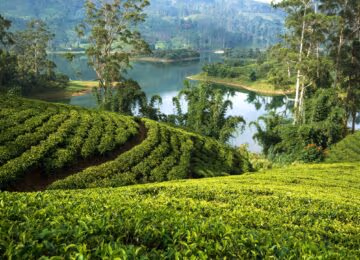 Tea Country thumbnail