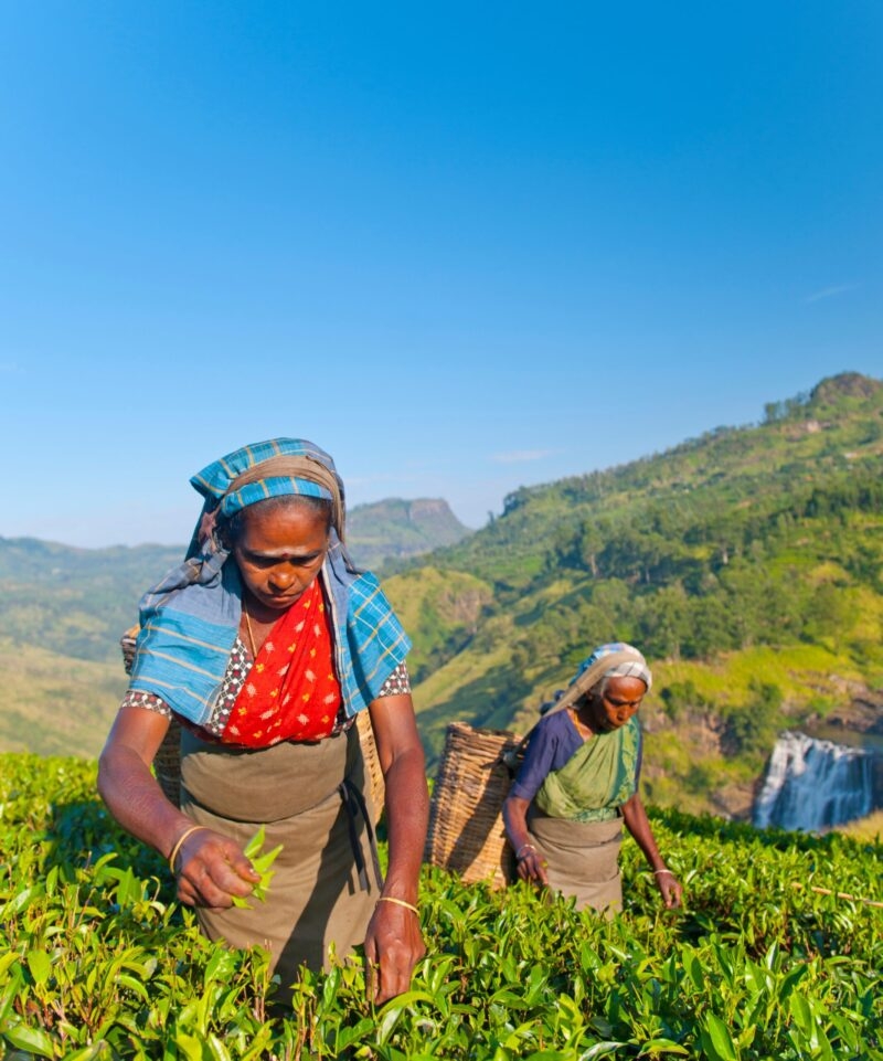 Tea pickers at a plantation in Sri Lanka