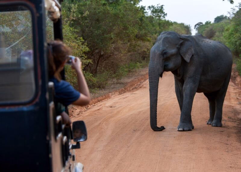 A lady takes a photo from a safari jeep of an elephant standing on the roadway within Yala National Park in southern Sri Lanka.