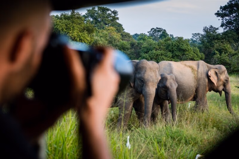 A man observing wild elephants