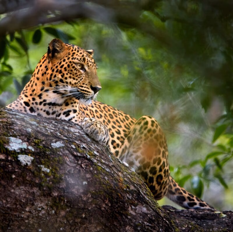 Sri Lankan leopard, Panthera pardus kotiya, laying on a tr