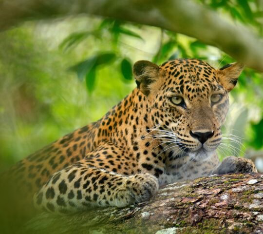 A close-up of a leopard in green vegetation.