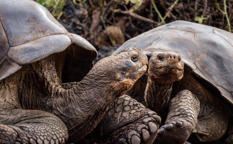 Giant Tortoise Galapagos Islands