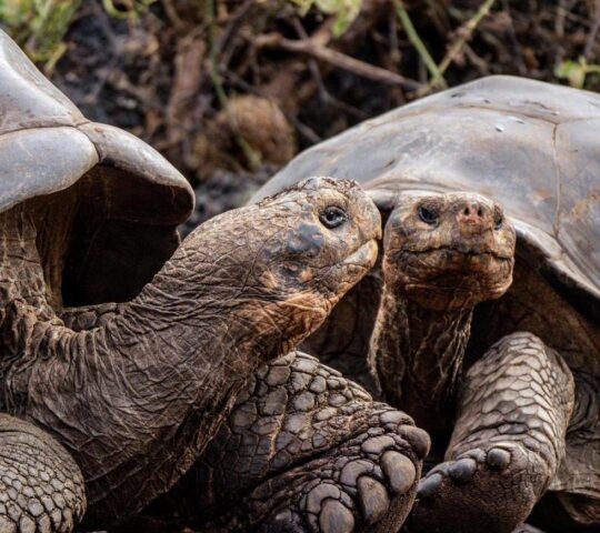 Two giant tortoises in the Galapagos Islands