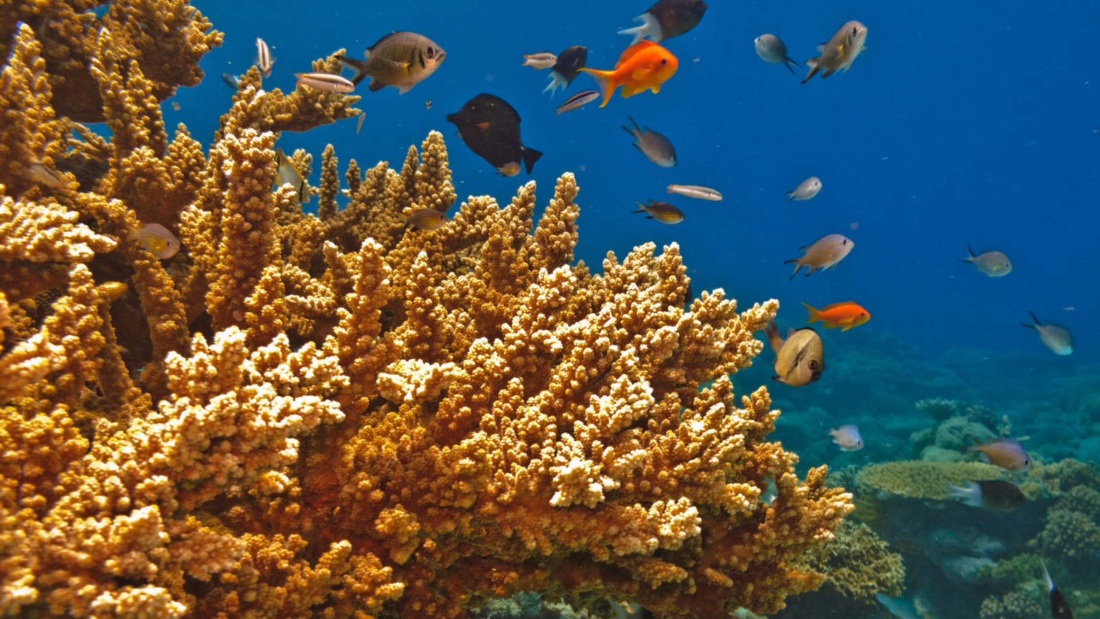 A coral reef with vibrant corals and a shoal of tropical fish