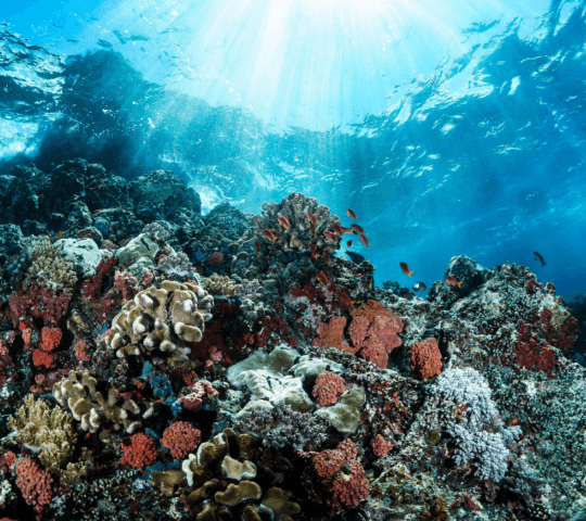 A beautiful coral reef with colourful corals and small tropical fish
