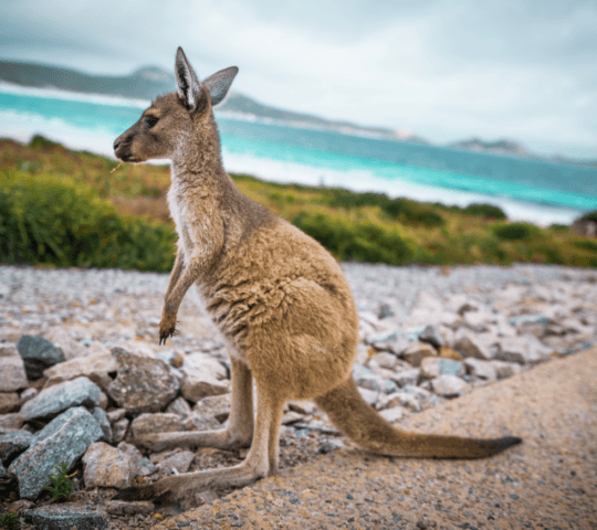 A small kangaroo standing on rocks by the sea