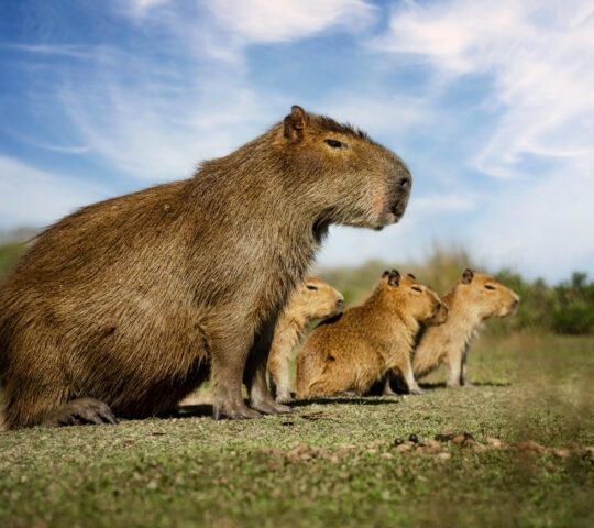 Capybara mother with her small calf in the Iberá Wetlands