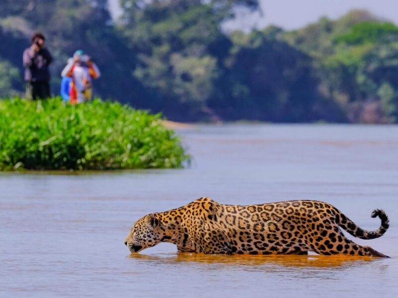 A jaguar wading through water in the Pantanal