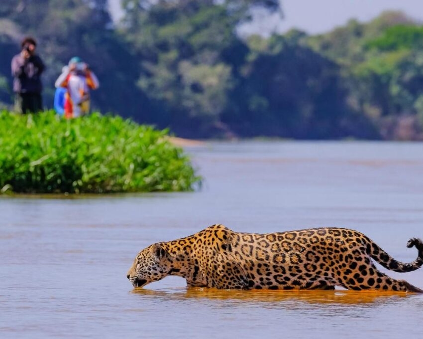 A jaguar wading through water in the Pantanal