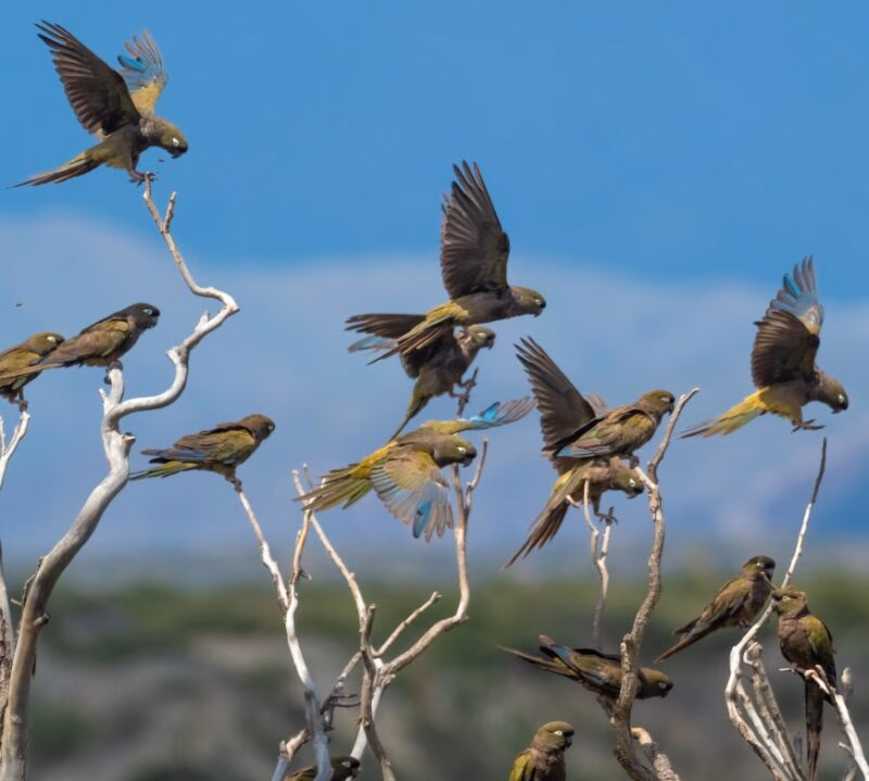 Burrowing parrots (aka., burrowing parakeet or Patagonian conure) (Cyanoliseus patagonus) on the road between Cachi and Cafayate, Salta, Northern Argentina