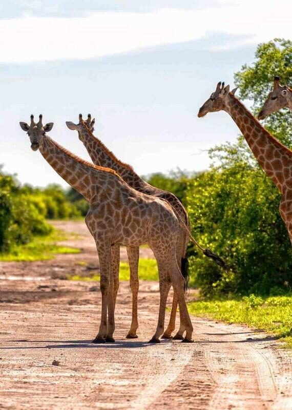 Several giraffes standing on a dirt track in the wild on Namibia and Botswana Luxury Safaris.