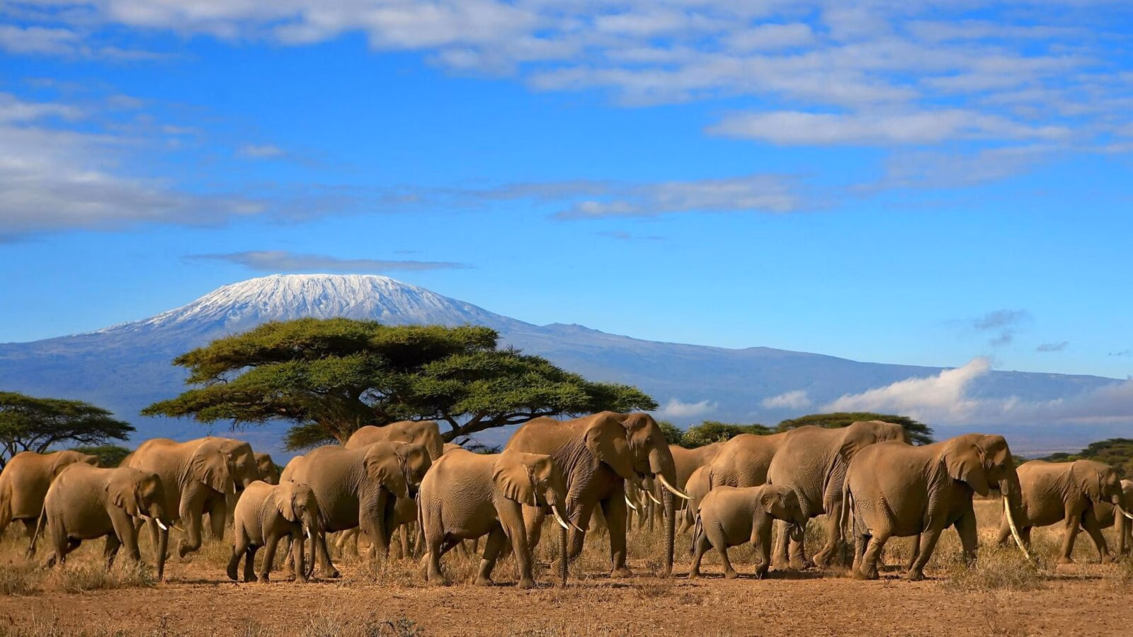 An elephant herd walking across the shrubbery, with Mount Kilimanjaro in the background