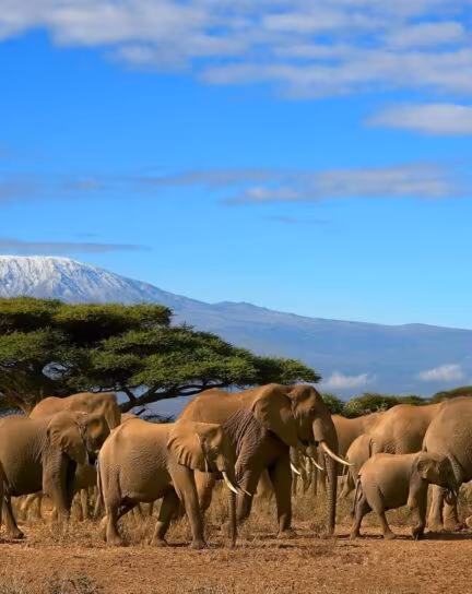 Our Favourite National Parks in Africa