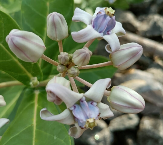 Calotropis gigantea, the crown flower, is a species of Calotropi