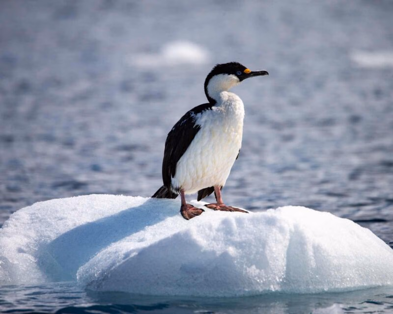 Close-up of an Imperial Shag seabird, black and white with a yellow beak, standing on a small ice floe in the water.