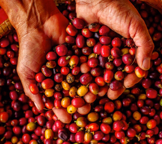 Two hands hold a colorful mix of freshly harvested coffee cherries, surrounded by more cherries in a woven basket.