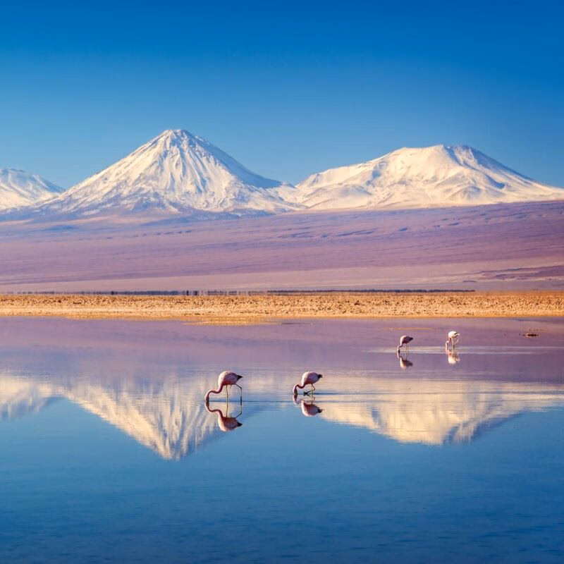Snowy Licancabur volcano in Andes montains reflecting in the wate of Laguna Chaxa with Andean flamingos, Atacama salar, Chile