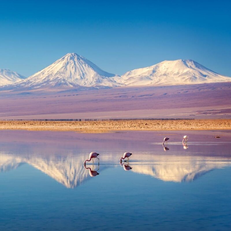 Snowy Licancabur volcano in Andes montains reflecting in the wate of Laguna Chaxa with Andean flamingos, Atacama salar, Chile