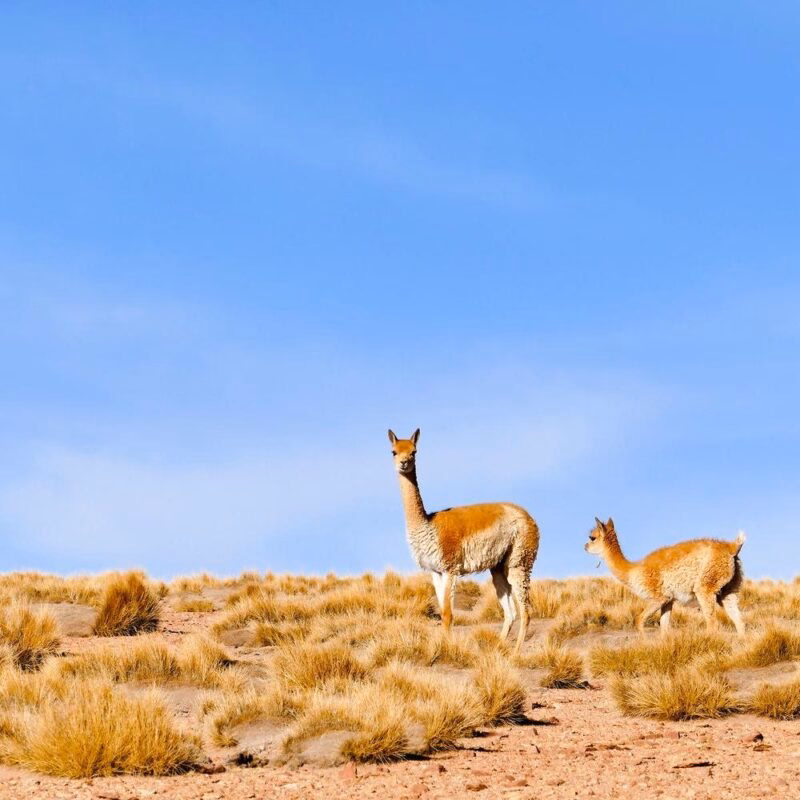 Vicuna (Vicugna vicugna), Eduarado Avaroa National Park, Bolivia