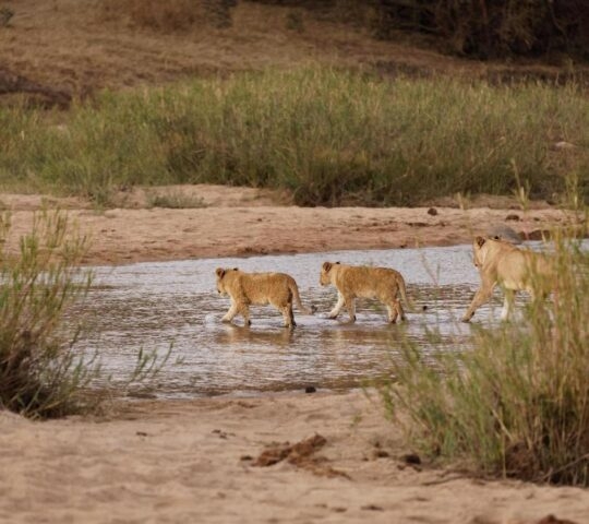 A lion pride crossing a river, Sabi Sands Game Reserve, South Africa.
