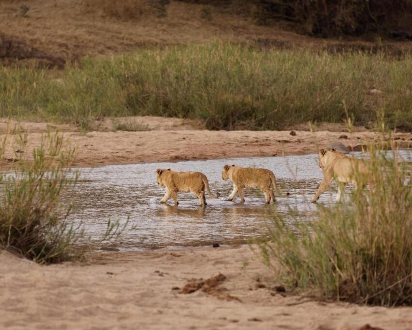 A lion pride crossing a river, Sabi Sands Game Reserve, South Africa.