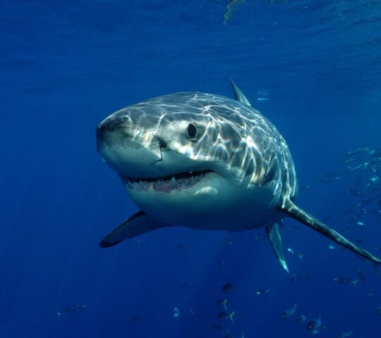 A great white shark swimming in the ocean