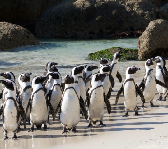 African penguins crowded together at Boulder's beach.