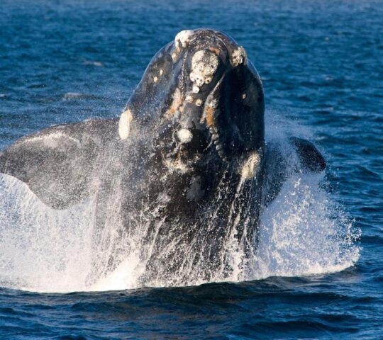 A southern right whale breaching the water