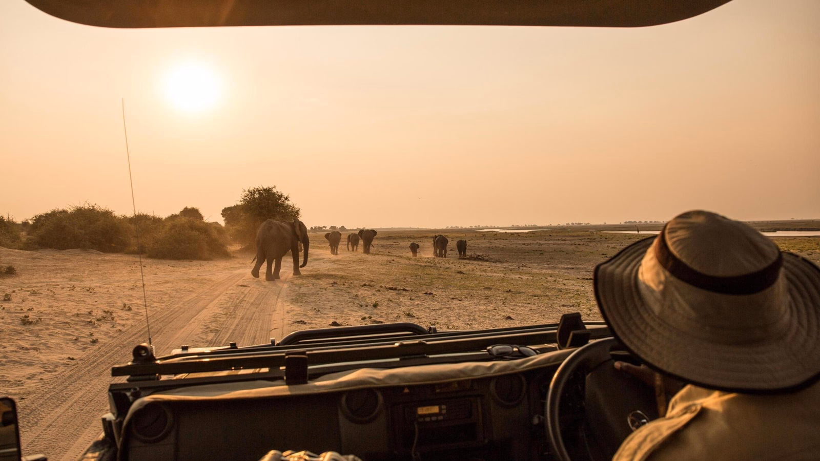 A view of elephants from a safari vehicle