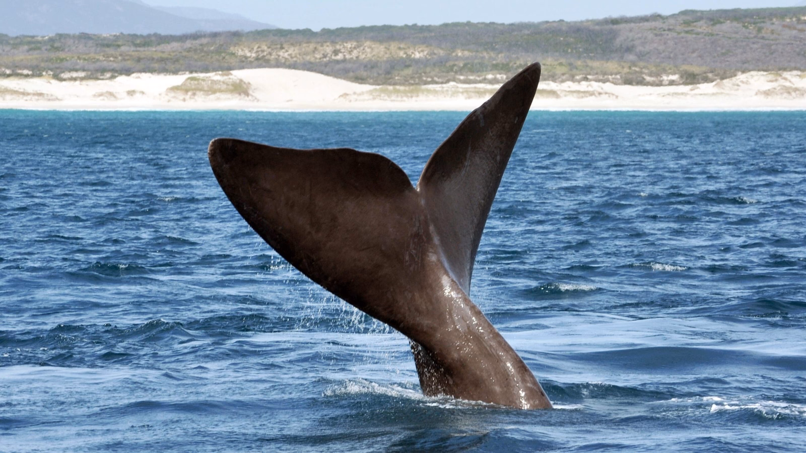 The tail fin of a Southern Right Whale off a South African beach