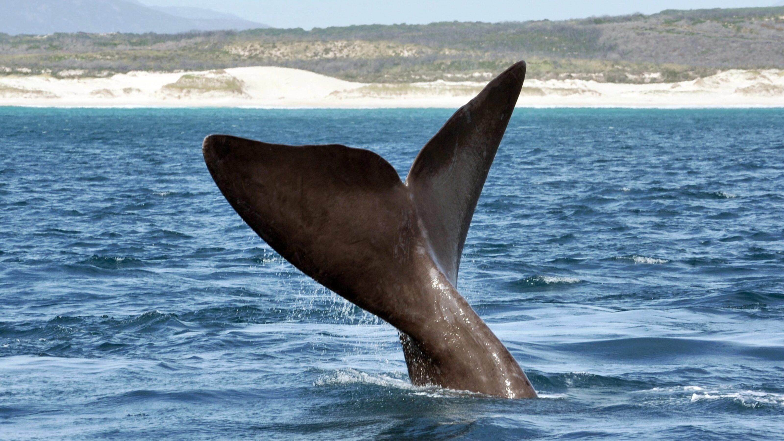 The tail fin of a Southern Right Whale off a South African beach