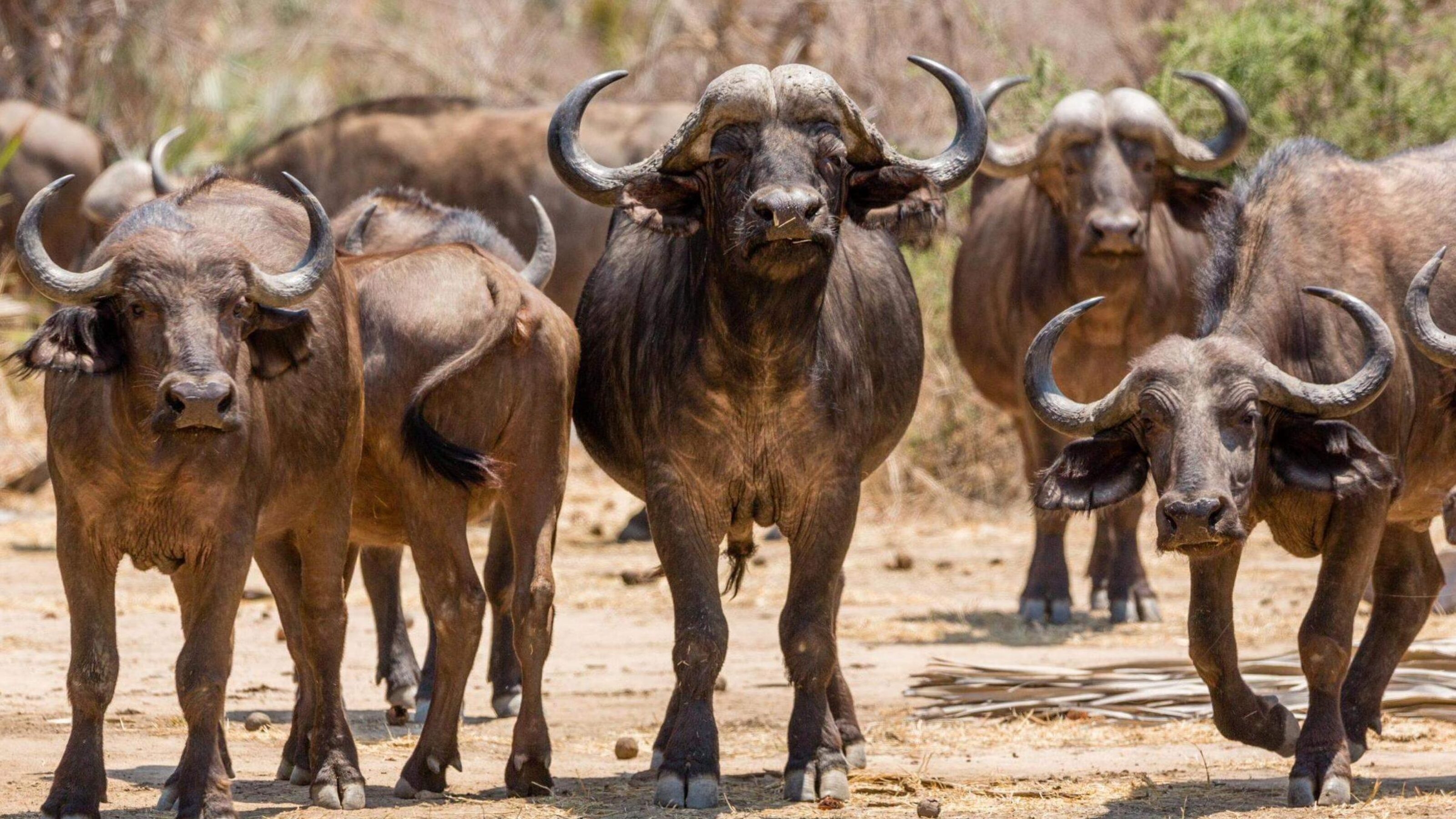A herd of buffalo seen on safari