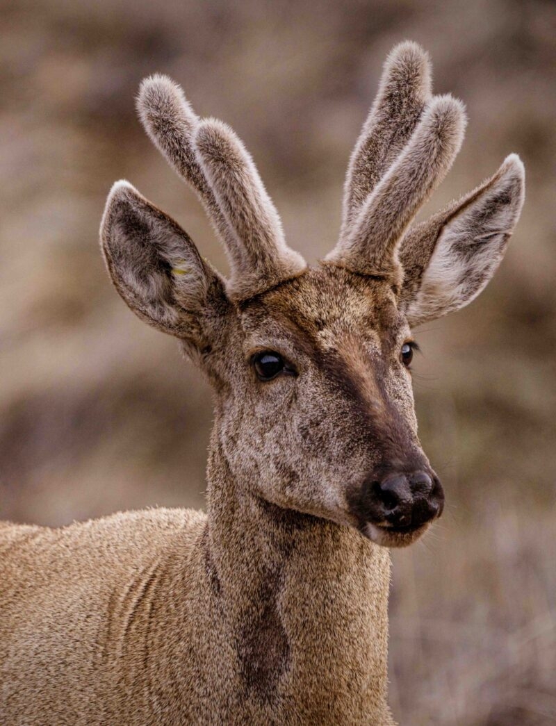 A close-up of a young deer with fuzzy antlers, gazing curiously with a soft brown fur coat against a blurred background.