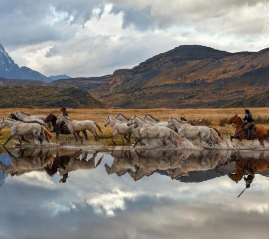 Several white horses and riders gallop through a calm body of water with mountains in the background and a reflection.