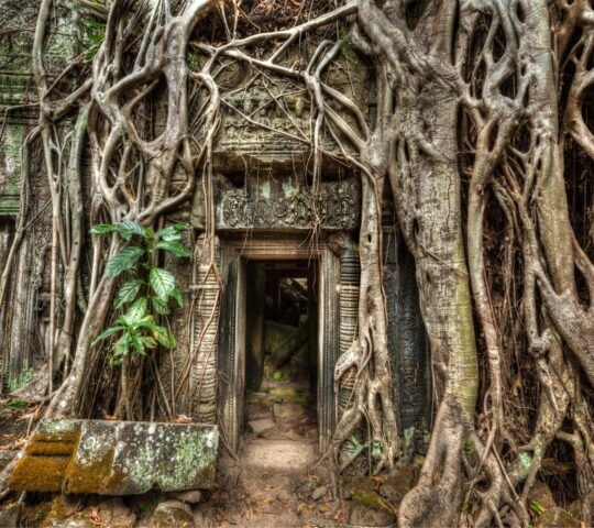 Travel Cambodia concept background - ancient stone door and tree roots, Ta Prohm temple ruins, Angkor, Cambodia