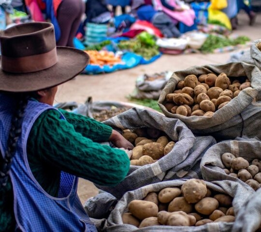 Indigenous woman selling different types of potatoes at "Vinocanchon San Jeronimo" market. Poor Peruvian female peasant.