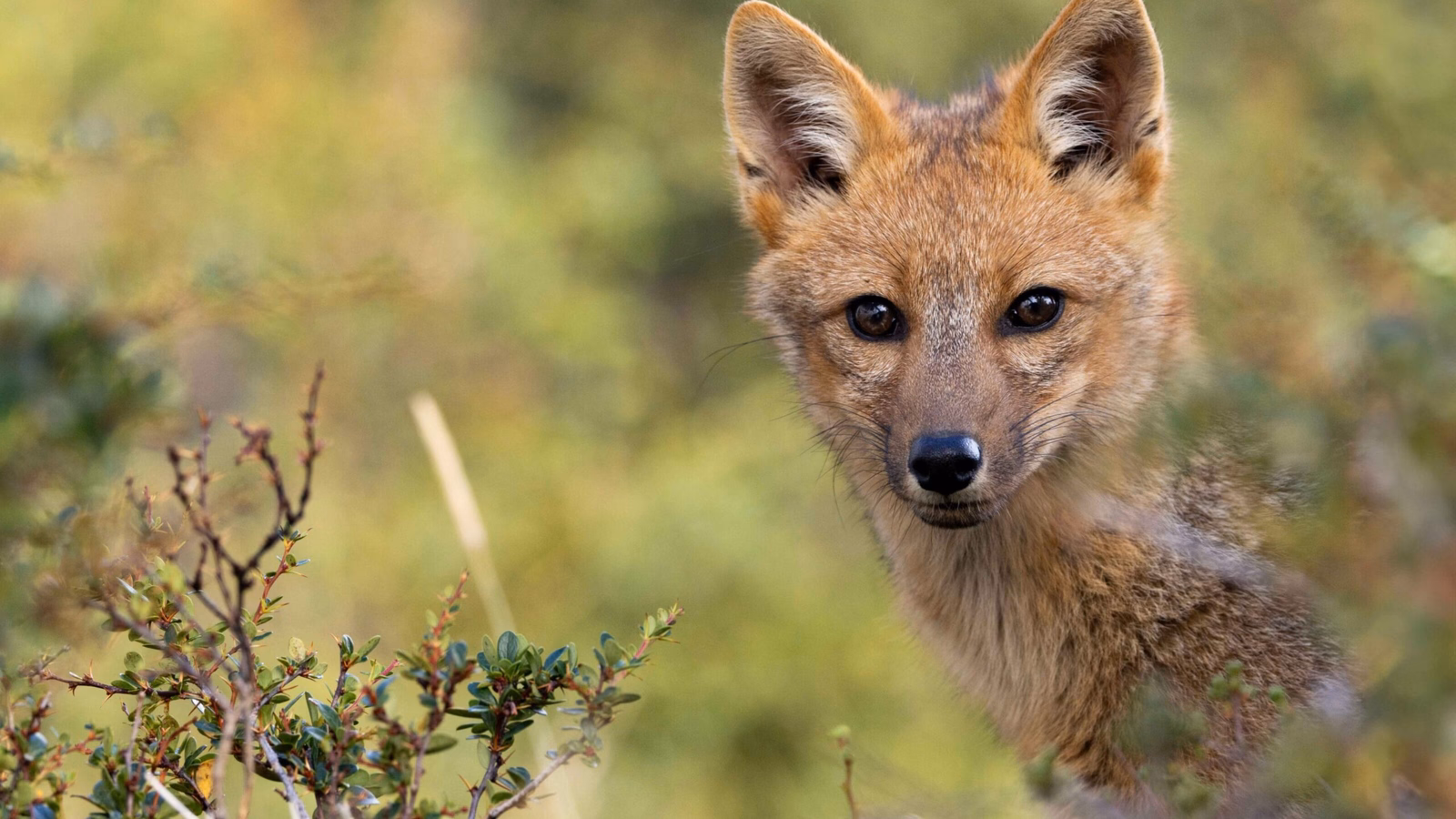 Andean Fox near Lago Grey, Torres Del Paine, Chile
