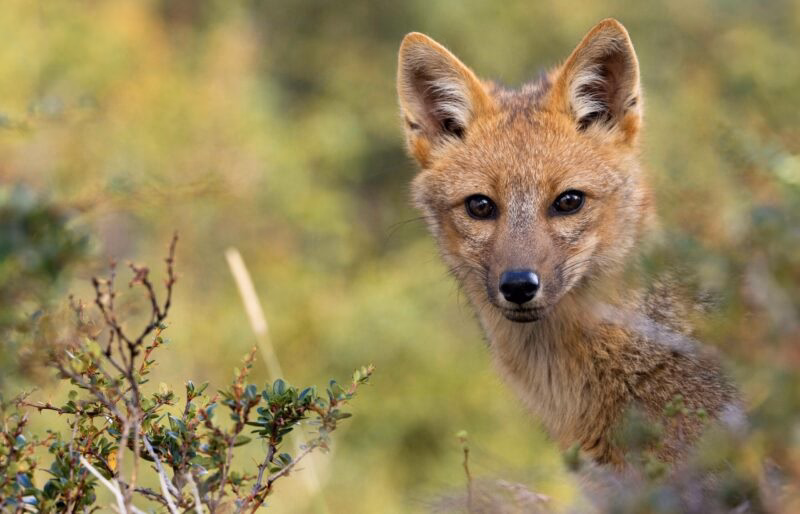 Andean Fox near Lago Grey, Torres Del Paine, Chile