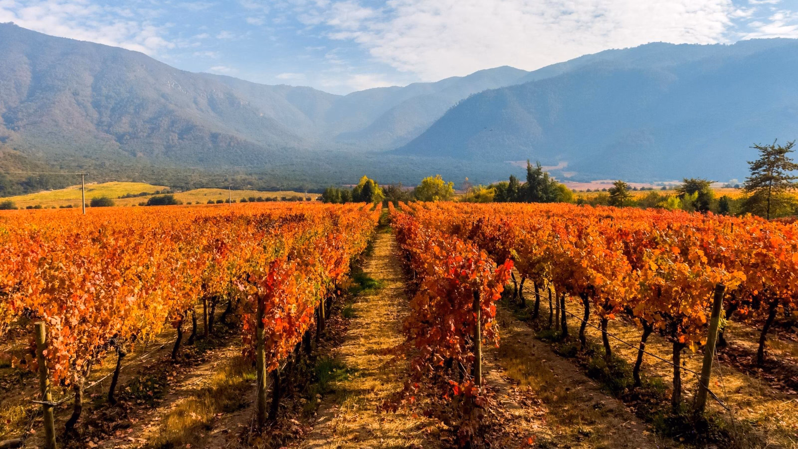 Vineyards and wineries in Chile - Valle Central Santiago district.