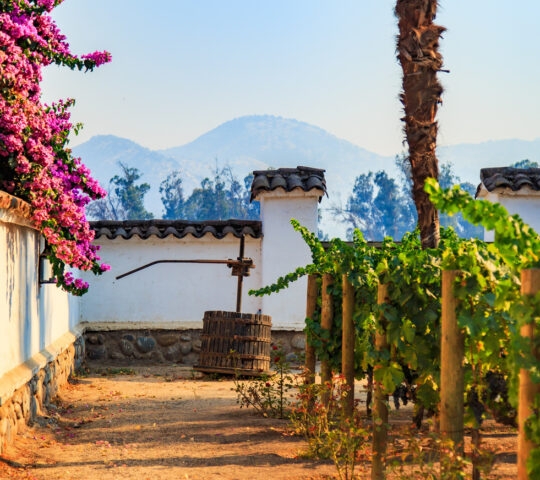 Winery, Maipo valley, the area around Santiago de Chile.