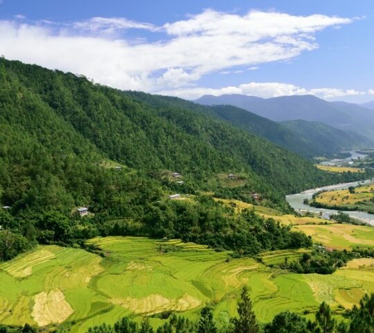 Lush green terraced rice fields with a river winding through a mountain valley.