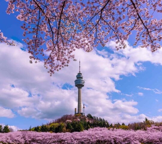 Daegu, South Korea See the Cherry Blossom Night at E-World 83 Tower.