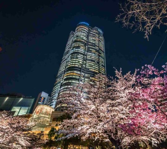 Tokyo Japan - March 27, 2019: Cherry blossoms at night, Roppongi Hills Mori Tower