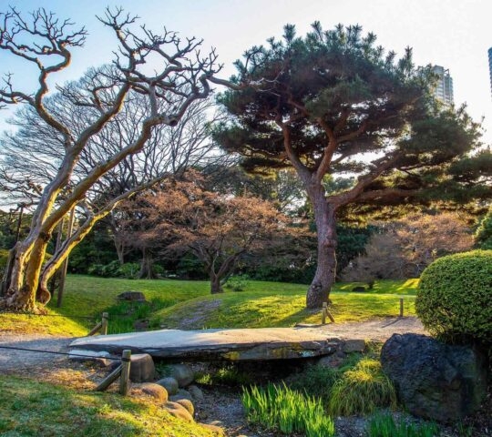 A stone bridge crosses a stream in a lush Japanese garden with sculpted pine trees and a city building in the background.
