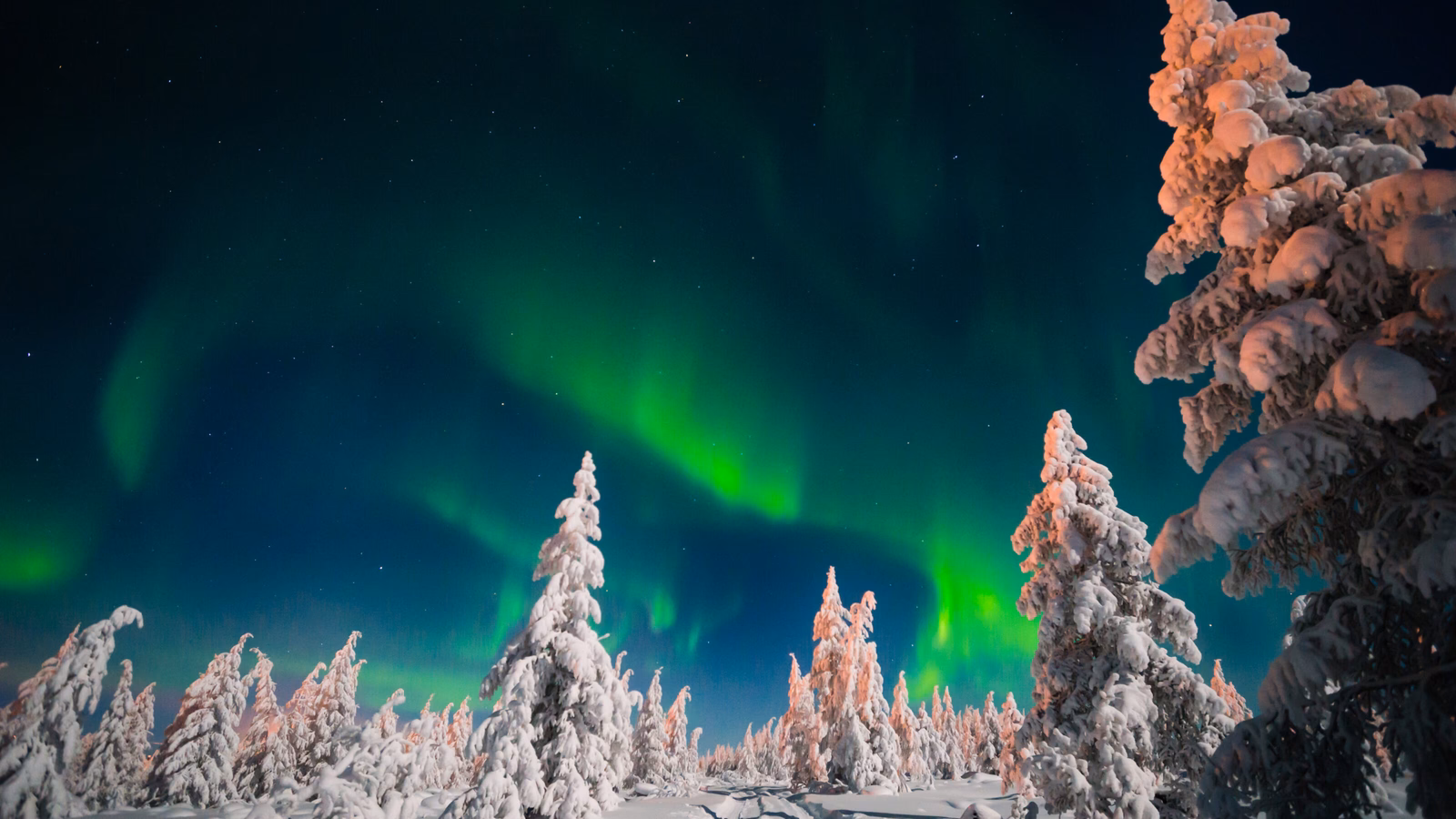 Winter night landscape with forest and polar northern light