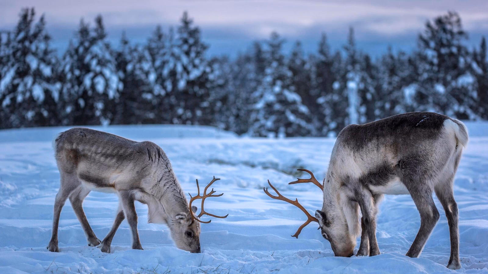 Two caribous (reindeers) in a winter scenery.