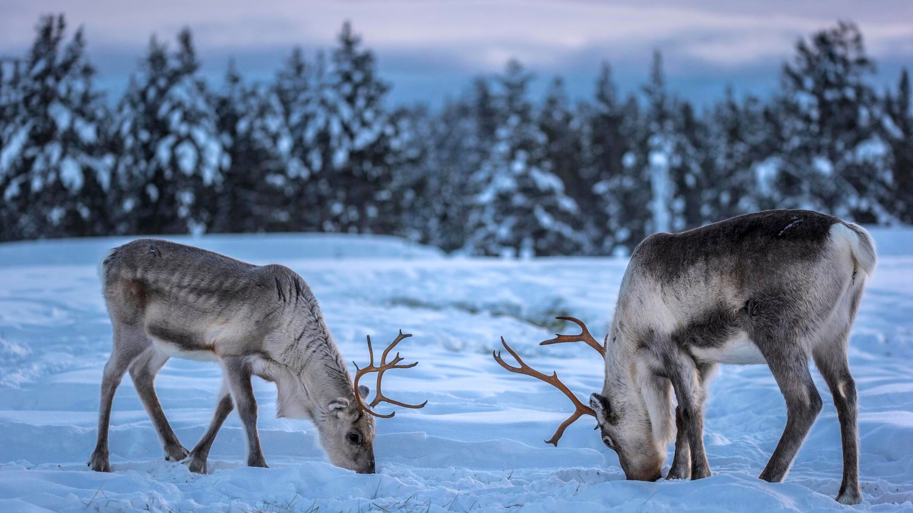 Two caribous (reindeers) in a winter scenery.
